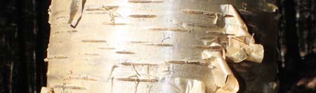 yellow birch